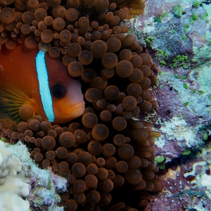 Nemo hiding